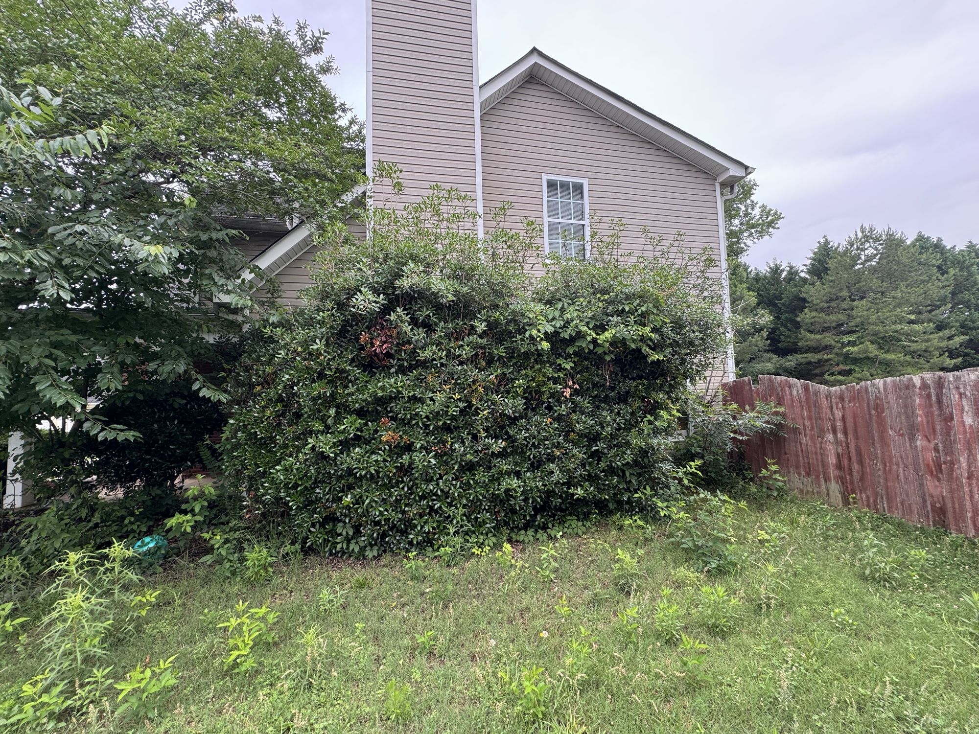 Before: overgrown tree and weedy front yard
