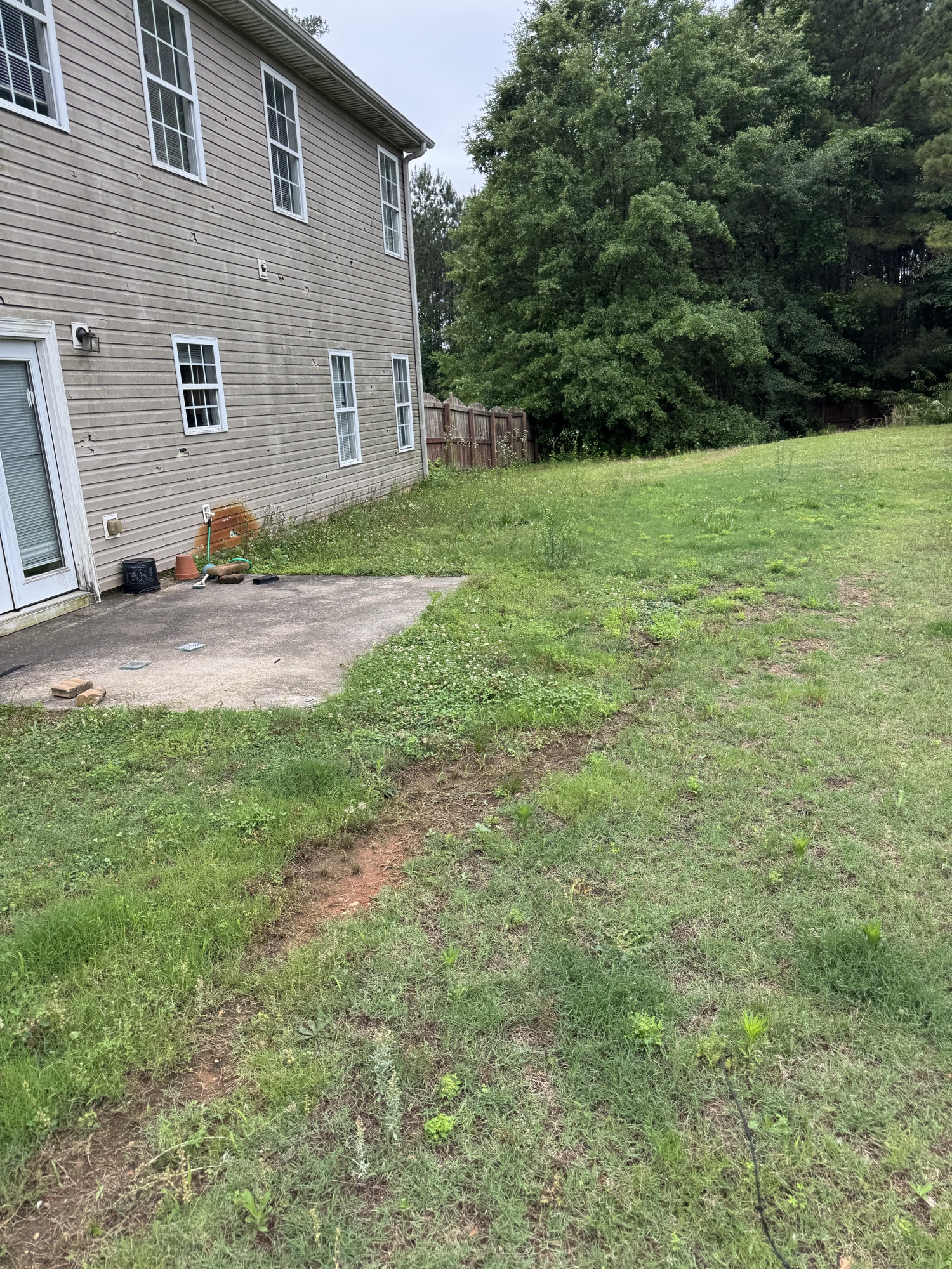 Before: heavily overgrown backyard